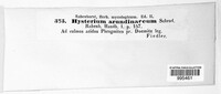 Lophodermium arundinaceum image